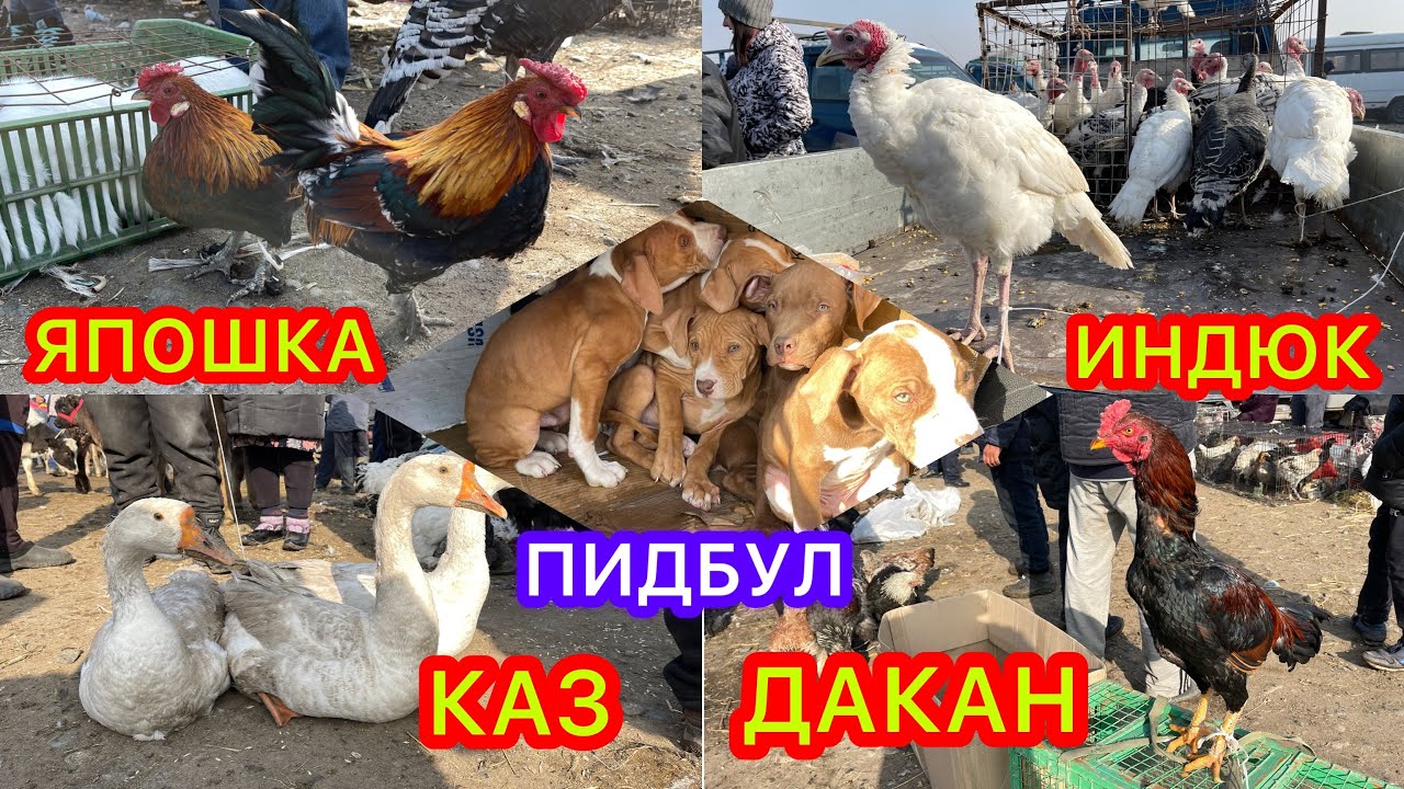 ОППАА!  Ит, Коен, Өрдөк, Тоок, Үндүк, Каз, Күчүк, Бөдөнө, Дакан, Торпок бир ТАРТЫЛДЫ