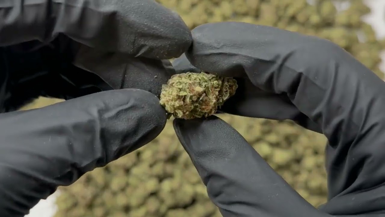 Chimera THCa Hemp Flower Greenhouse by Hemp-Flower.com