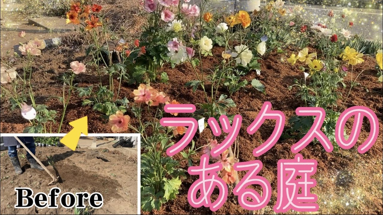 ラックスのある庭作り【ラナンキュラス】【ガーデニング】【園芸のぶチャンネル】【やり方】