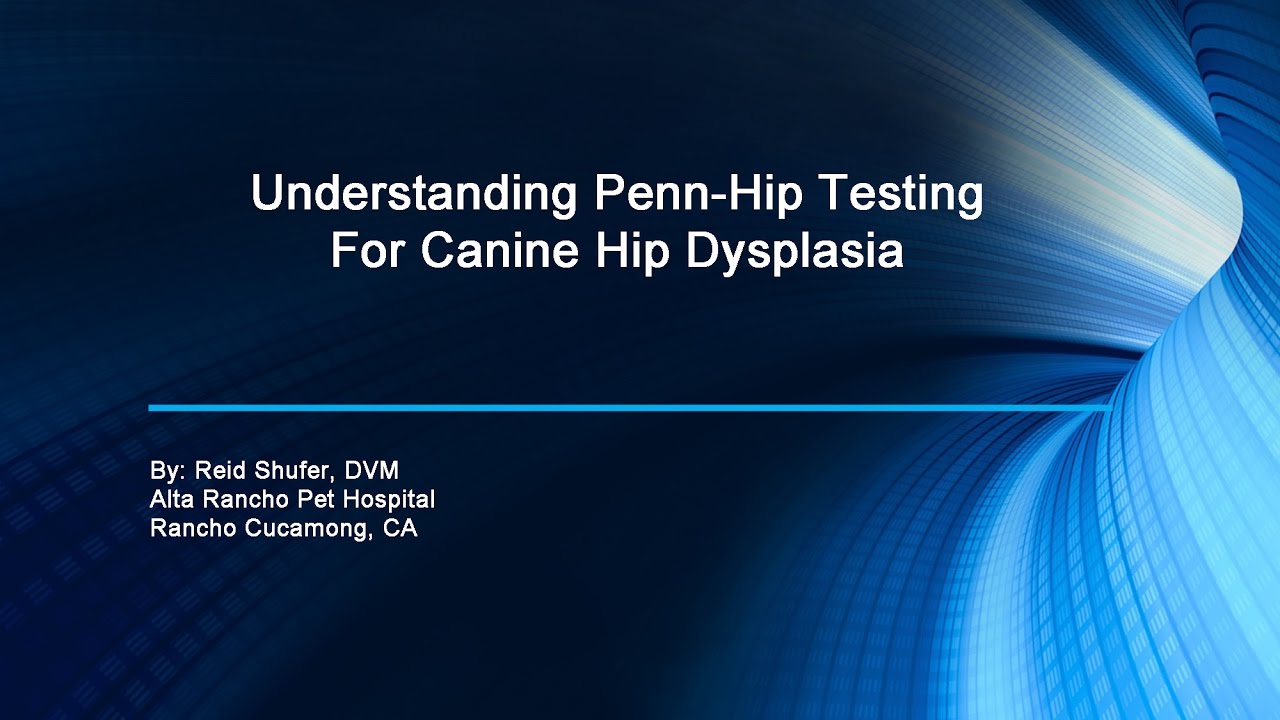Understanding Penn-Hip Screening for Canine Hip Dysplaia