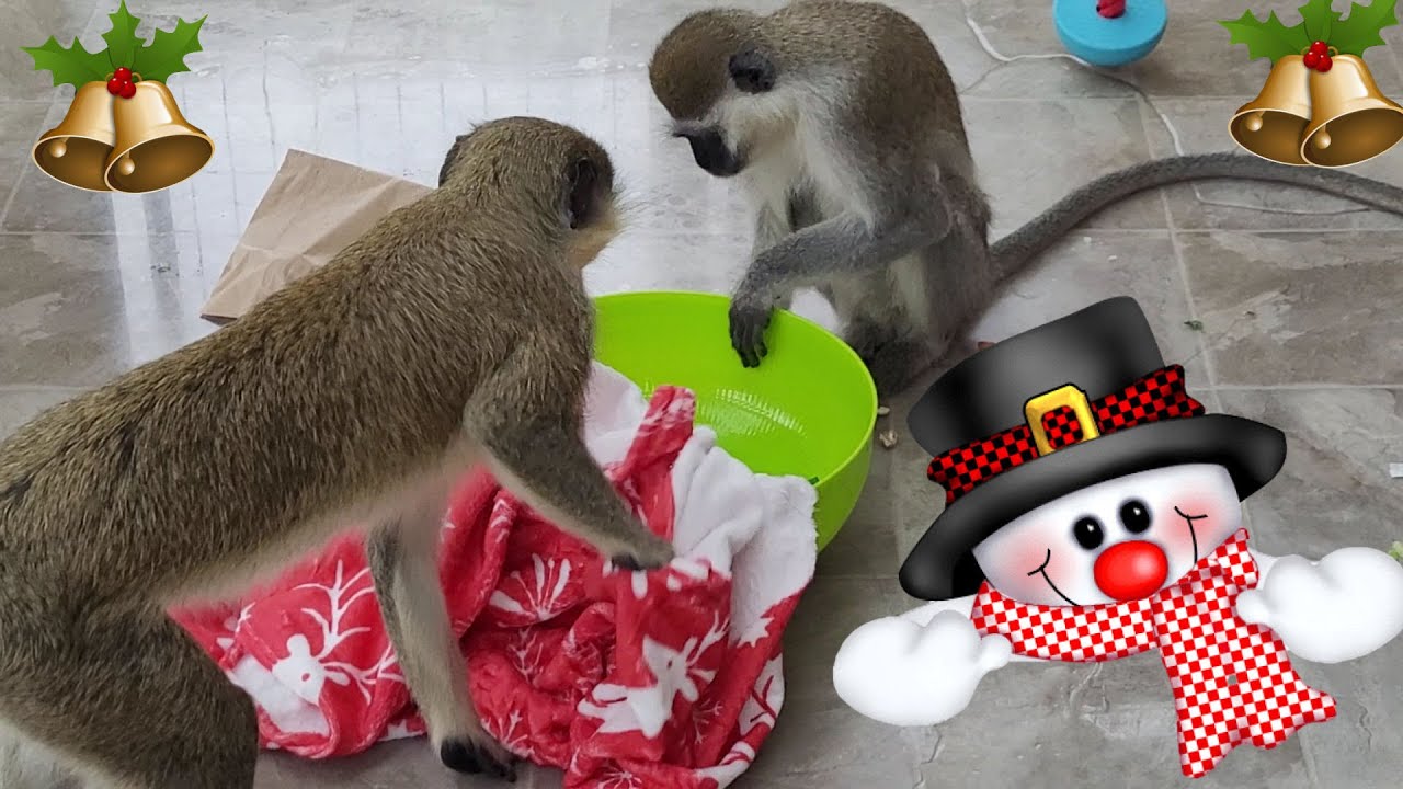 С Рождеством 2025! 🐒🎅🌲❄️🎁