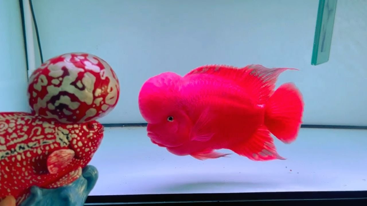 Grooming a Super Red Monkey Flowerhorn Fish | Aggressive SRM Flowerhorn