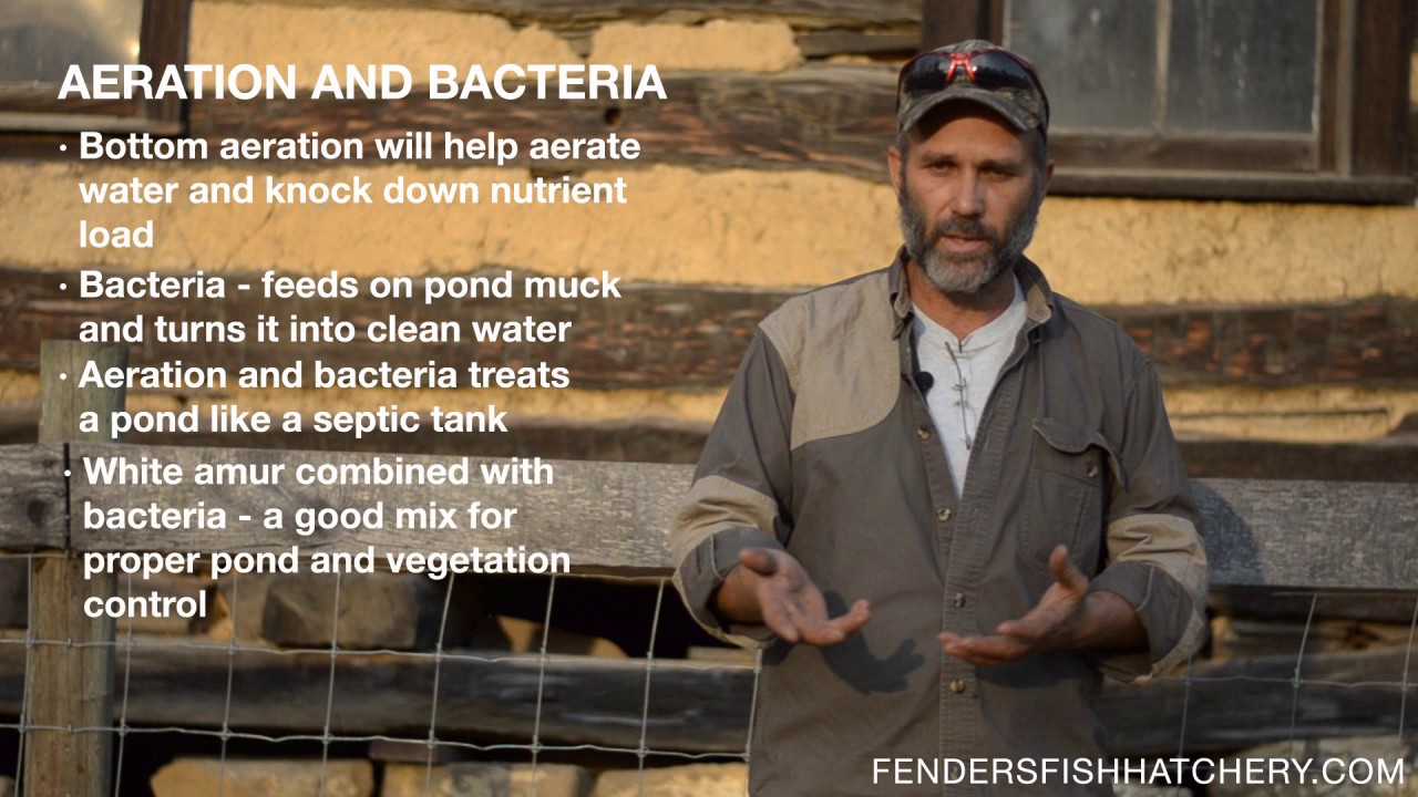 Vegetation Control - Major pond vegetation problems and three common fixes