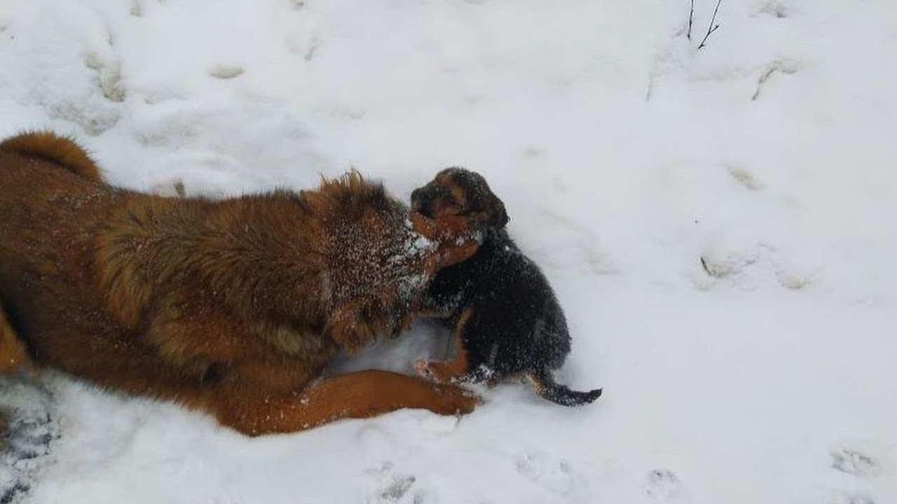 She Was Sad, Living Hard And Giving Birth Under The Cold Snow