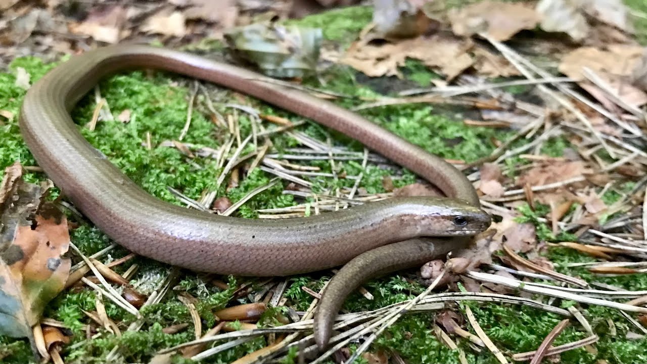 Esta NO ES una serpiente?? La lagartija sin patas!