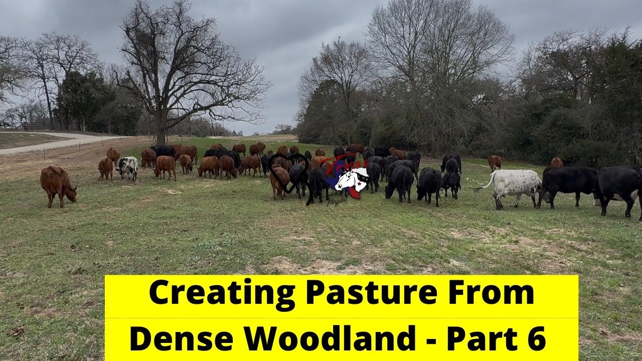 Creating Pasture From Dense Woodland - Part 6 | Regenerative Ranching