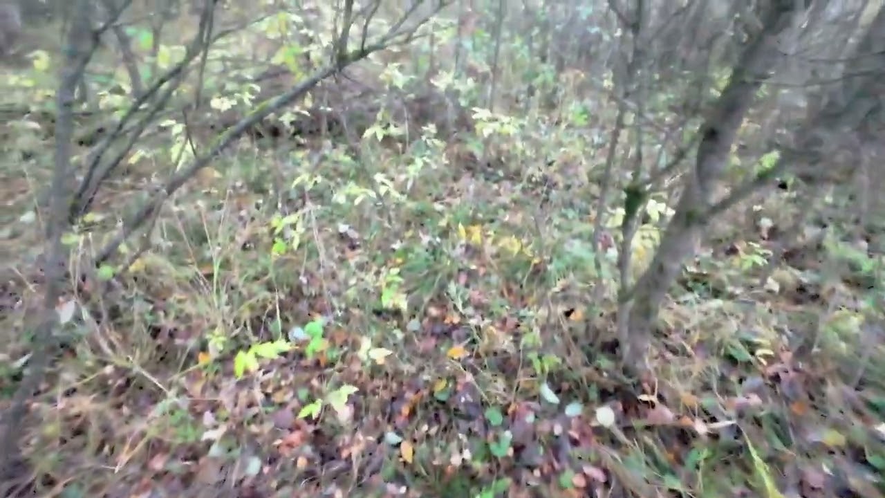 Woodcock hunting with a Springer Spaniel. 20.10.2025