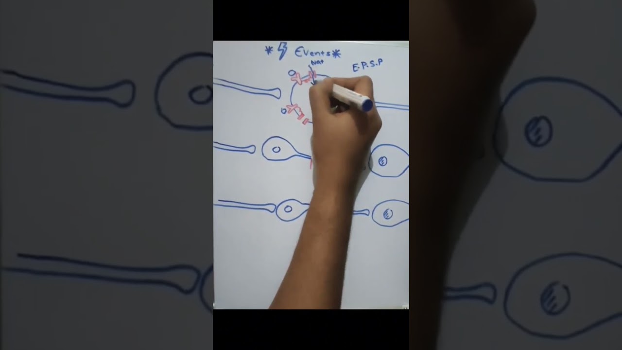 Local potential through ligand gated sodium or calcium channels شرح لمادة الفيسيولوجي بالعربي
