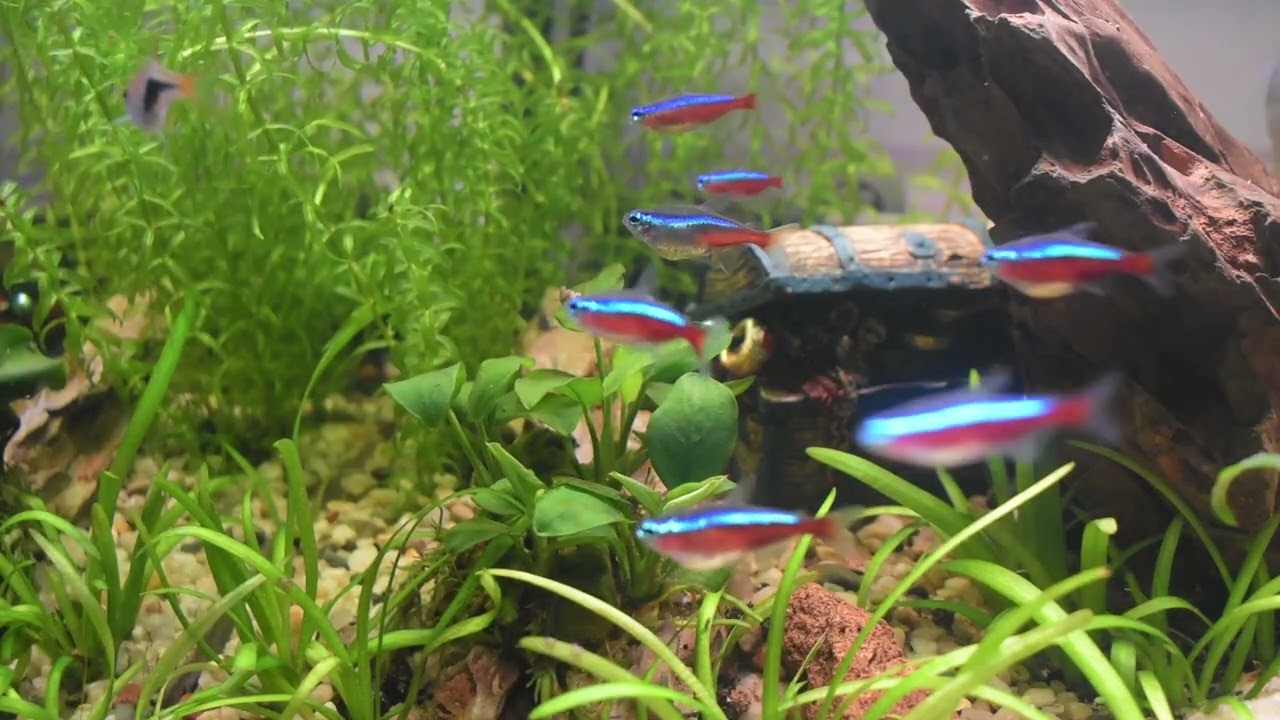 Peaceful Aquarium Ambience | Zen Aquarium Sounds