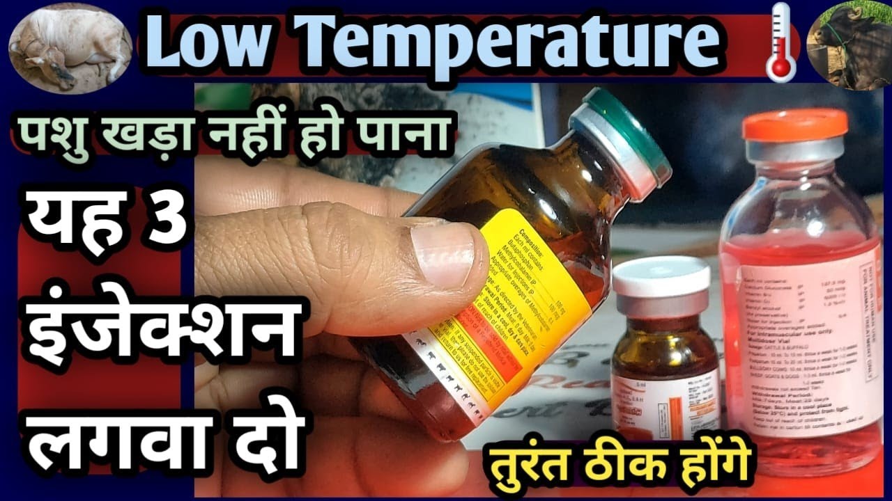 Low Temperature 🌡️||पशु खड़ा नहीं होना यह 3 इंजेक्शन लगवा दो||तुरंत ठीक होंगे||Vet 3 injection