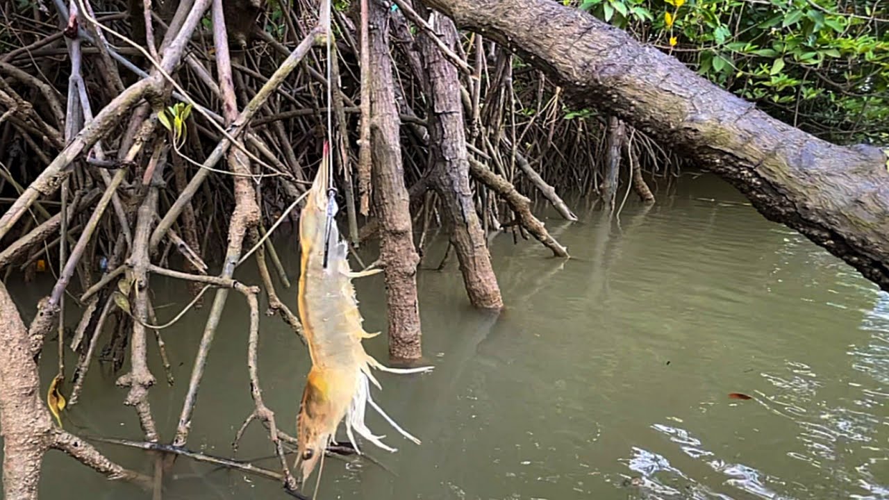 Niat mancing kakap putih malah diserang segerombolan ikan penunggu akar pohon bakau