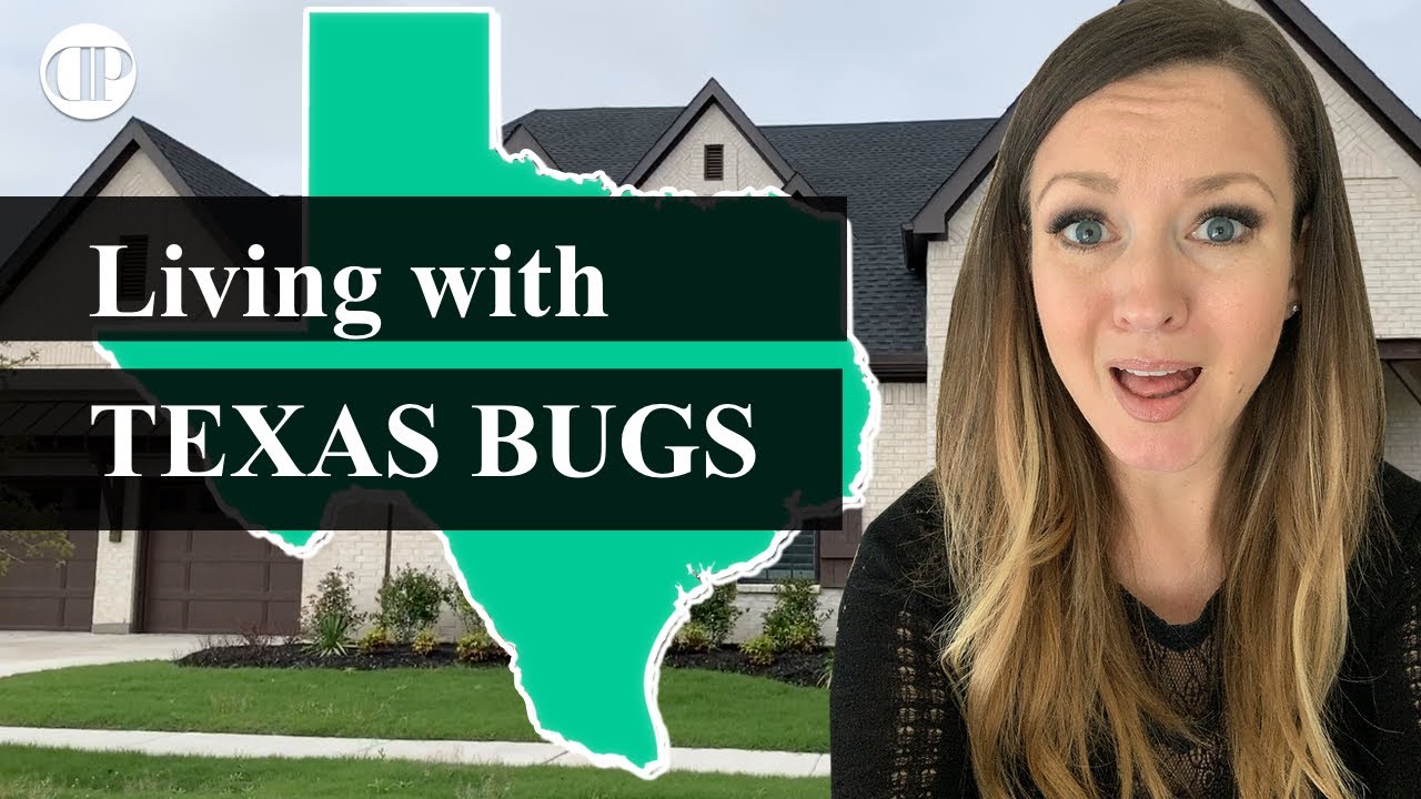 Texas Bugs - how hard is it to treat bugs, spiders, and snakes in Texas?