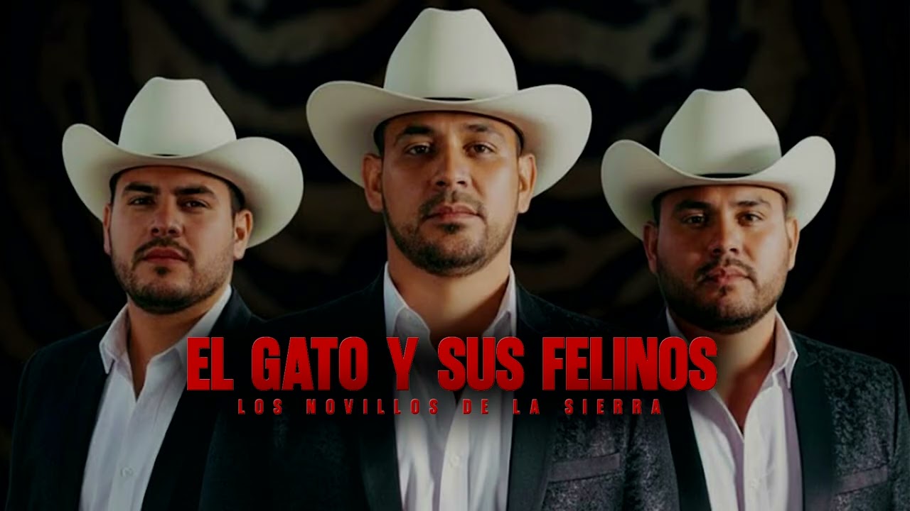 Los Novillos De La Sierra - El Gato Y Sus Felinos - (Corridos 2025)