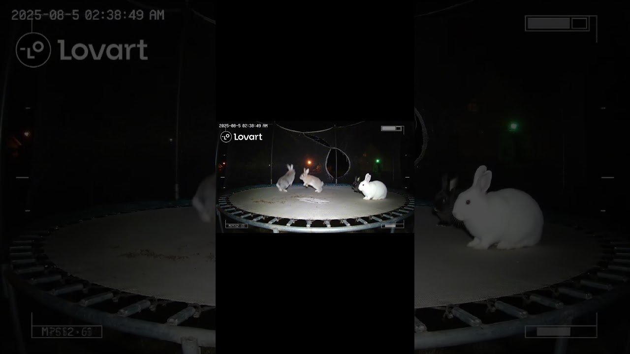 Caught a few bunnies on a trampoline last night…