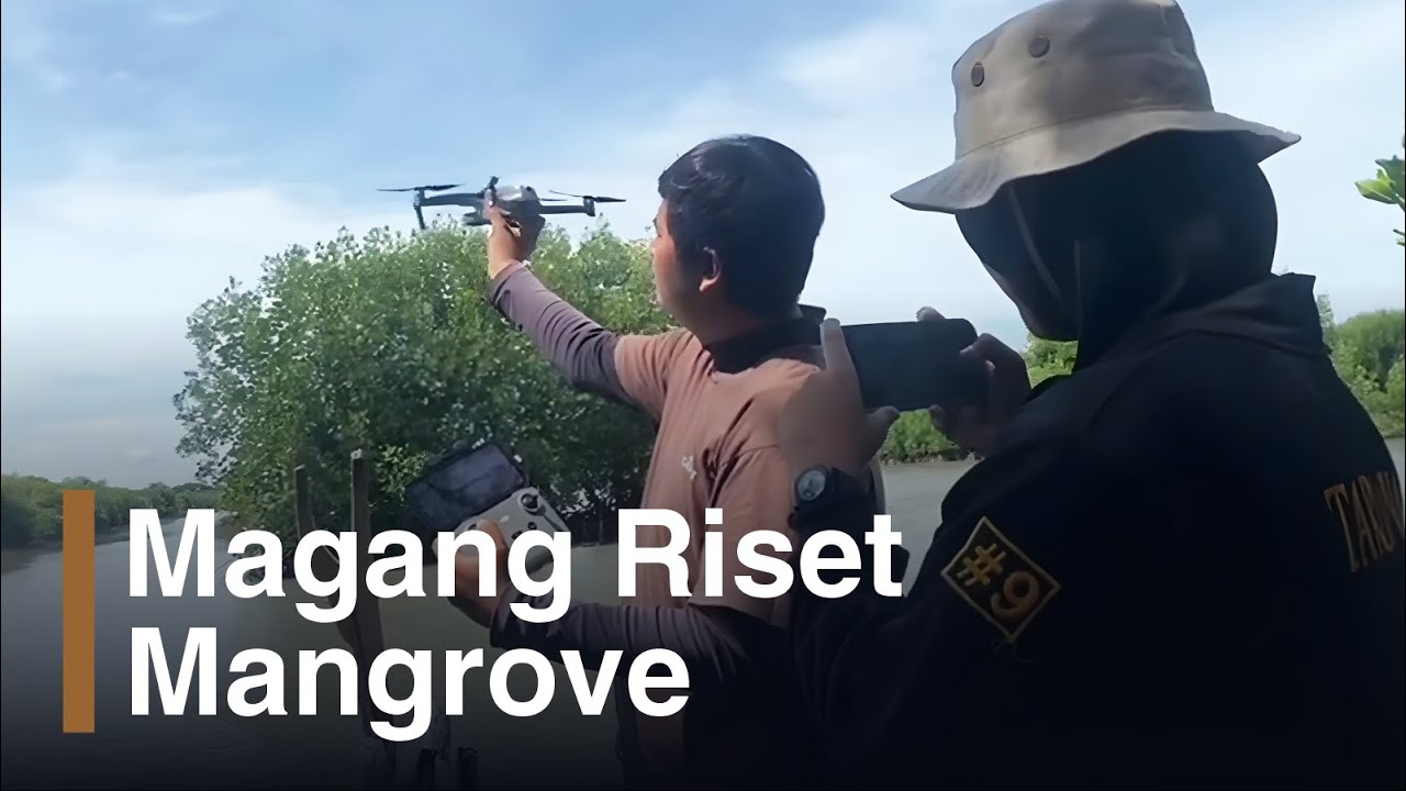 Penelitian Mangrove dalam Program Magang IKAMaT