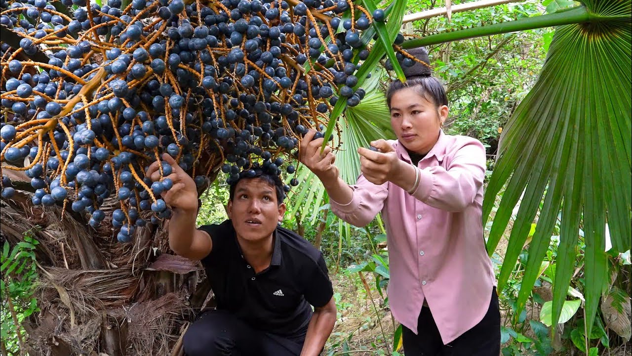 Harvesting Palm Fruits, Processing and Selling at Market, Digging Cassava Roots to Feed Pigs