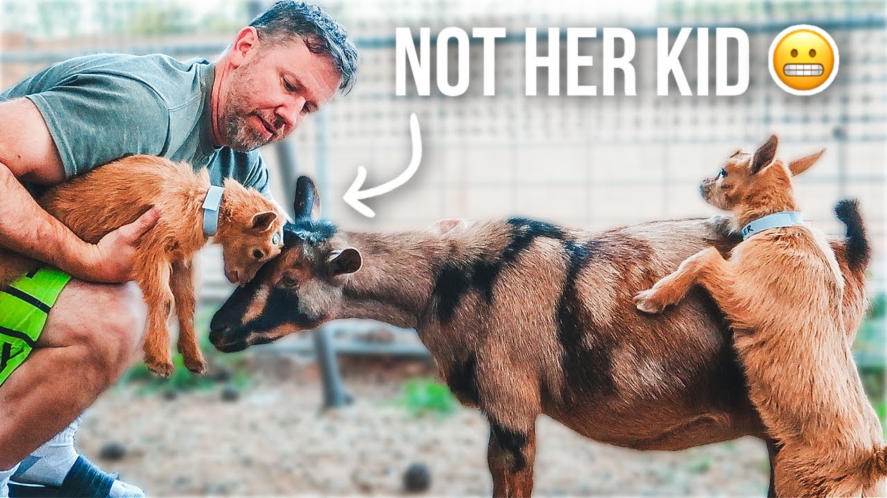 Can You Make a Mama Goat Adopt Another Kid??