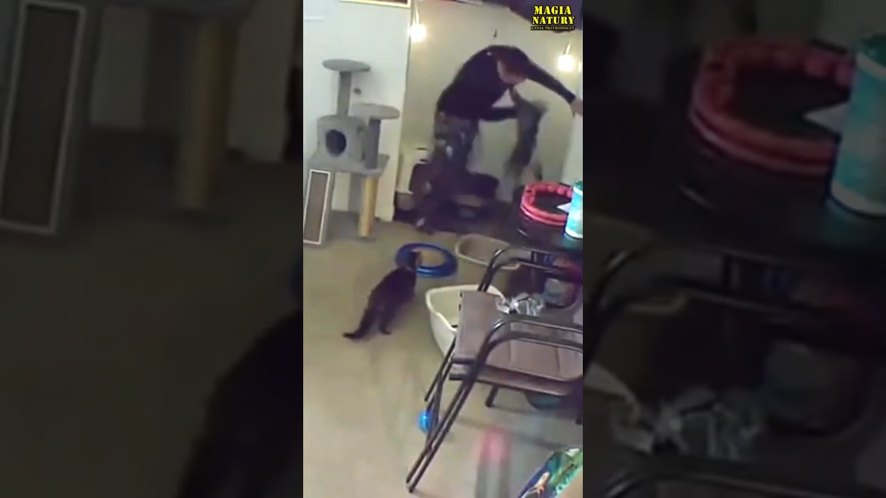 Кот нападает на человека