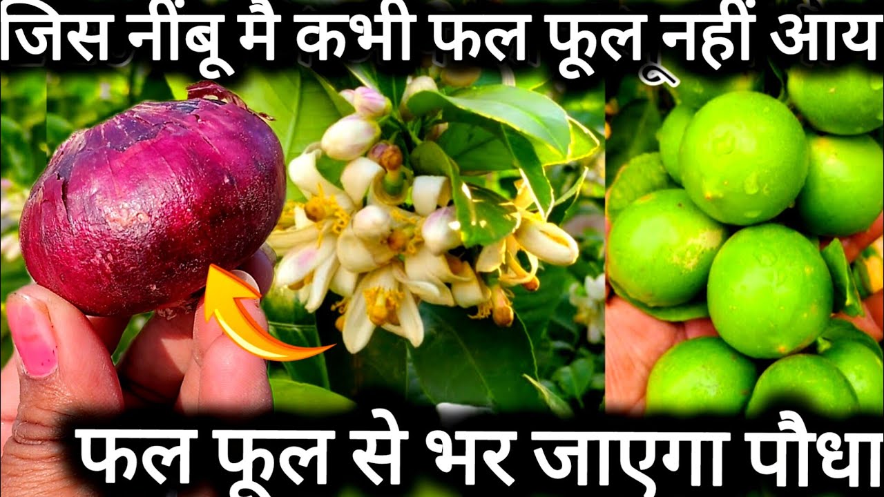 ये खाद आपके सूखे हुए नींबू को भी फल फूल।से भर देगा।Lemon plant care tip and fertilizer.