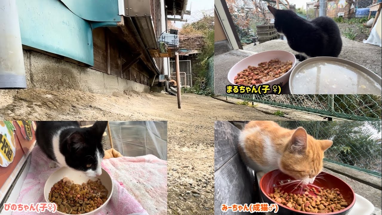 2026.02.26 野良子猫三兄弟のごはんタイムシフト～みんなと別時間出勤で安全確保するぷぷちゃん♂～(字幕あり)