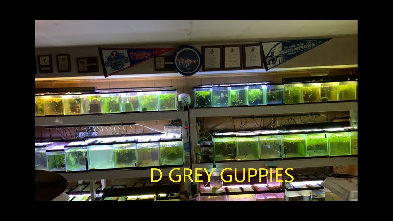 Inner Workings of My Fish Room Answered