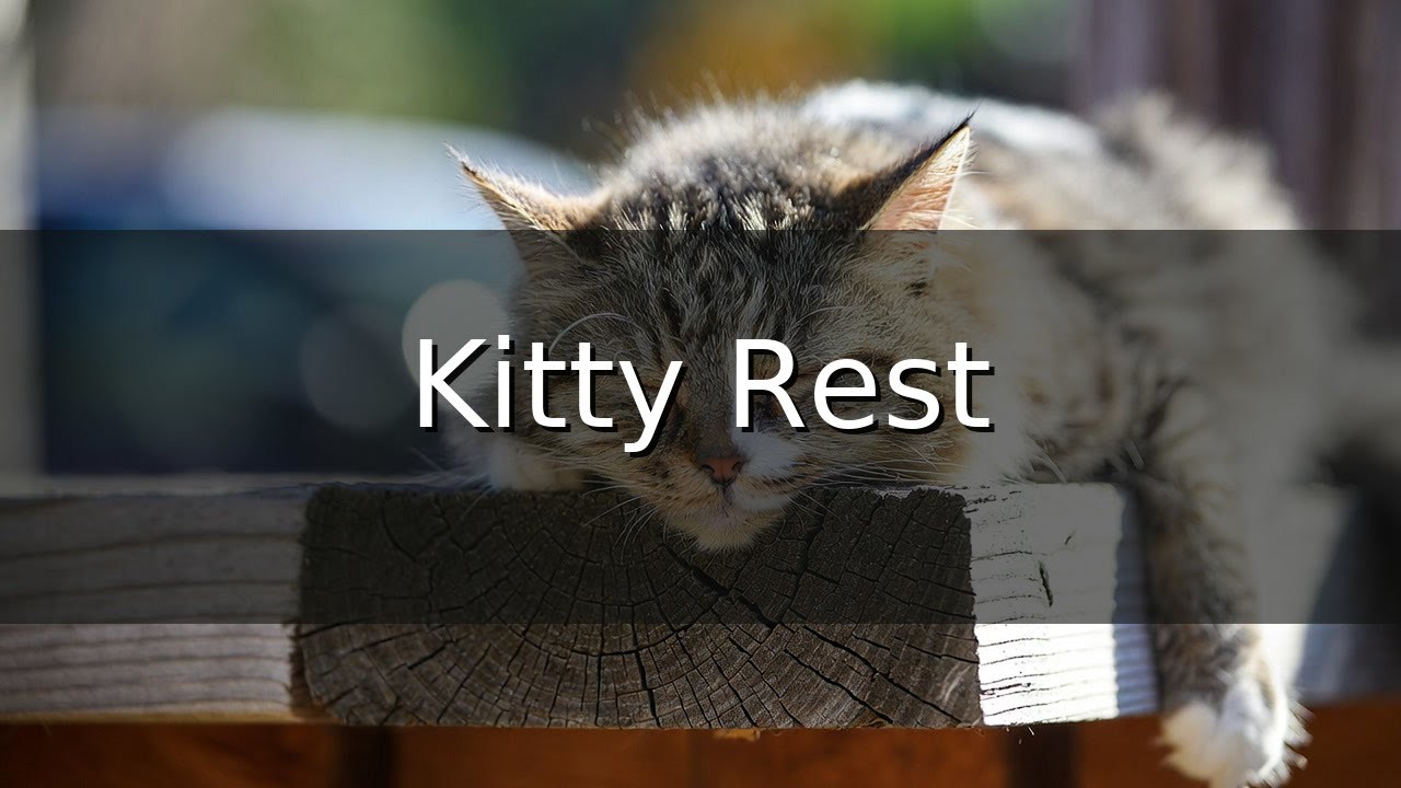 Calming Music for Cats - Relaxation, Deep Sleep, Stress Relief, Peaceful Piano Music