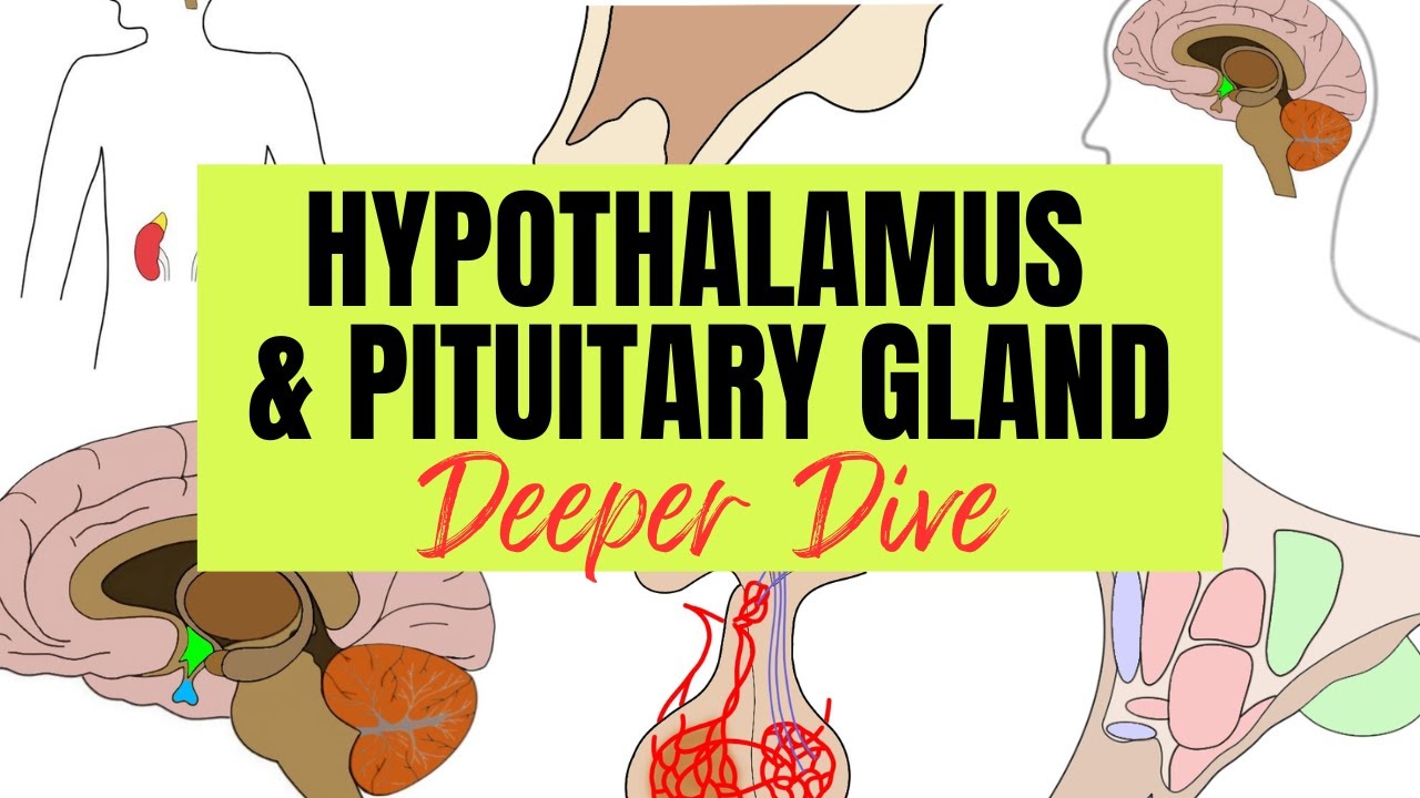Hypothalamus & Pituitary Gland - Deeper Dive