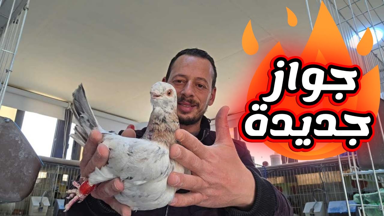 تجميع جواز جديدة وجبت جوز نخب النخب نكمل المجموعه