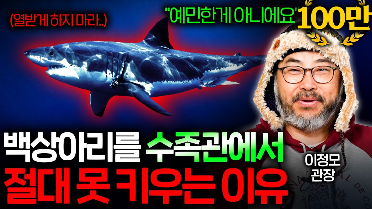 아쿠아리움에 다른 상어는 있지만 백상아리는 절대 없는 이유 | 과학정모 EP.49