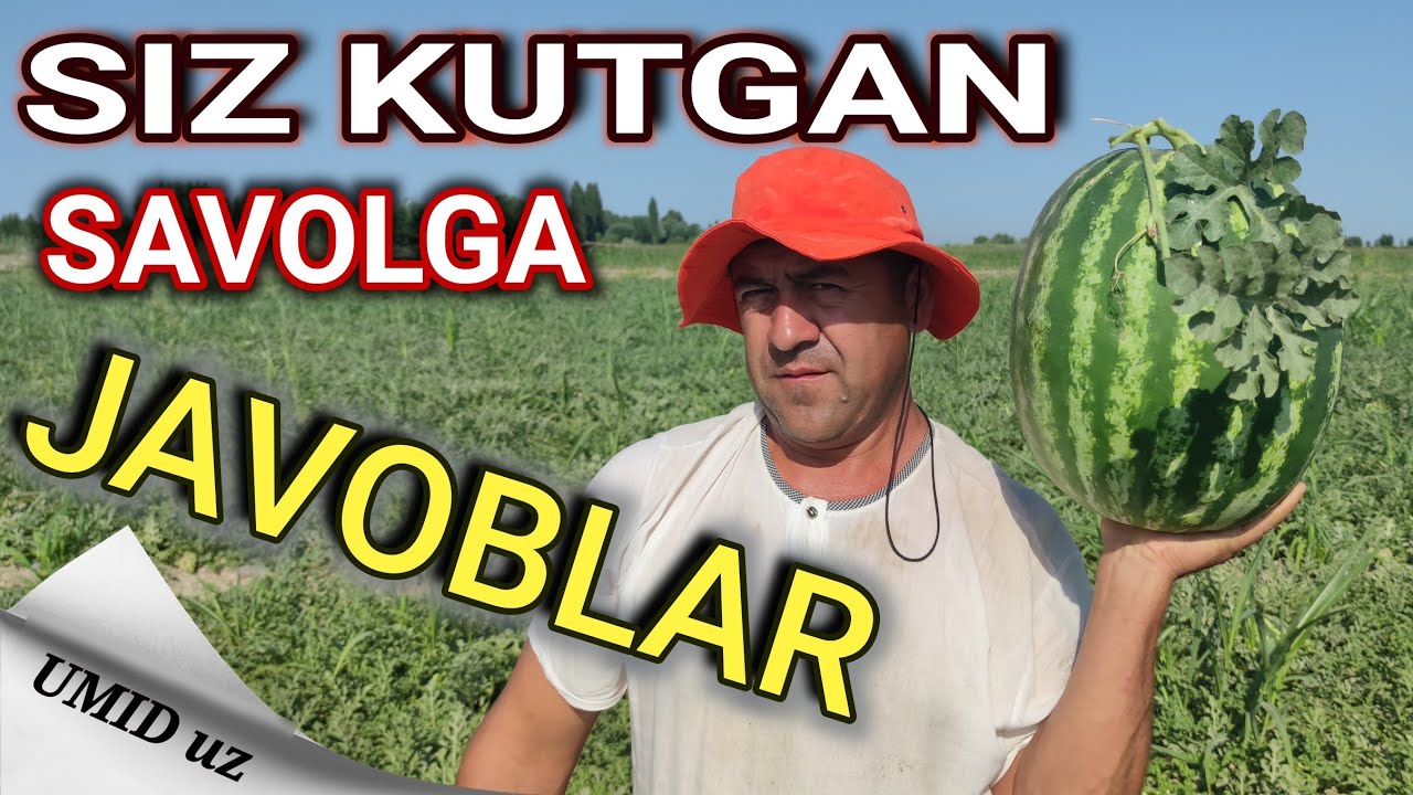 Tarvuz ekish sirlari 15 yillik dehqon tajribasi