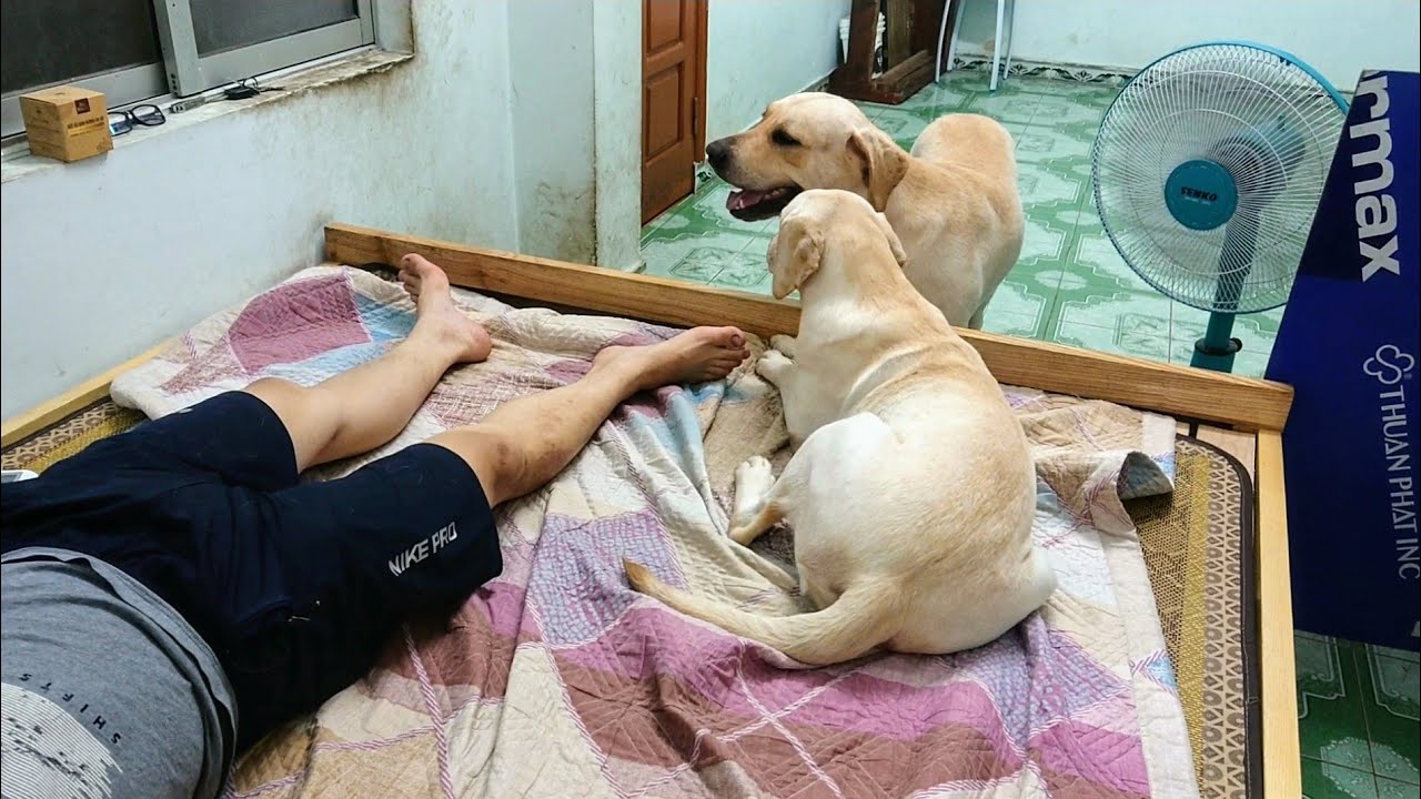 Phản ứng Củ Cải Kim Chi khi Nô rủ lên giường ngủ | My dogs want to sleep with me on my bed