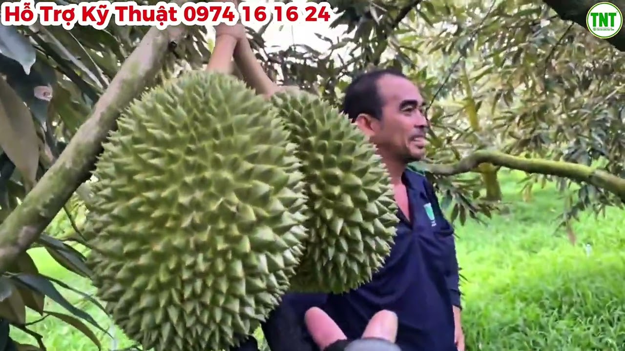 Nuôi trái Sầu Riêng Musaking Hòa Khánh, Cái Bè, Tiền Giang trái 50 ngày tuổi