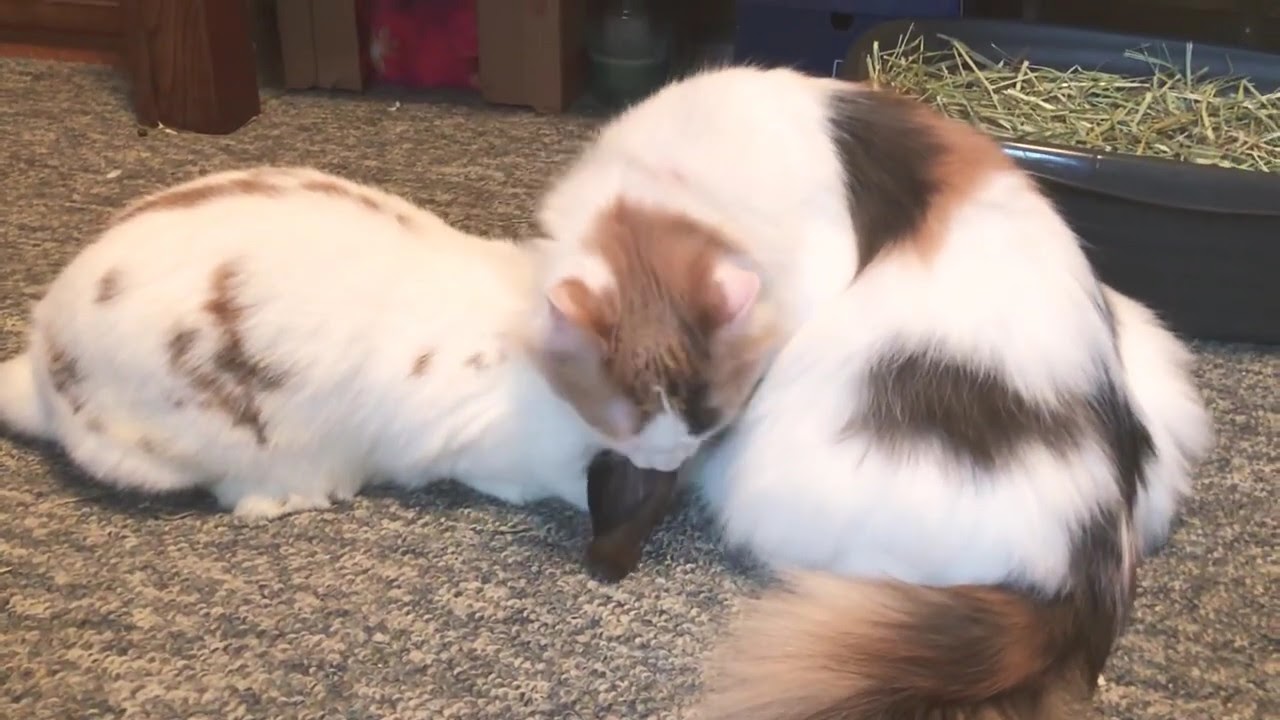 Cat Licks Bunny Best Friend