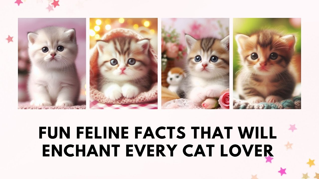 Fun Feline Facts That Will Enchant Every Cat Lover