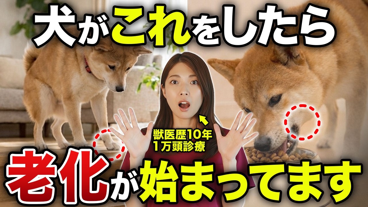 実はもう老犬…シニア期に入った犬が見せる行動7選