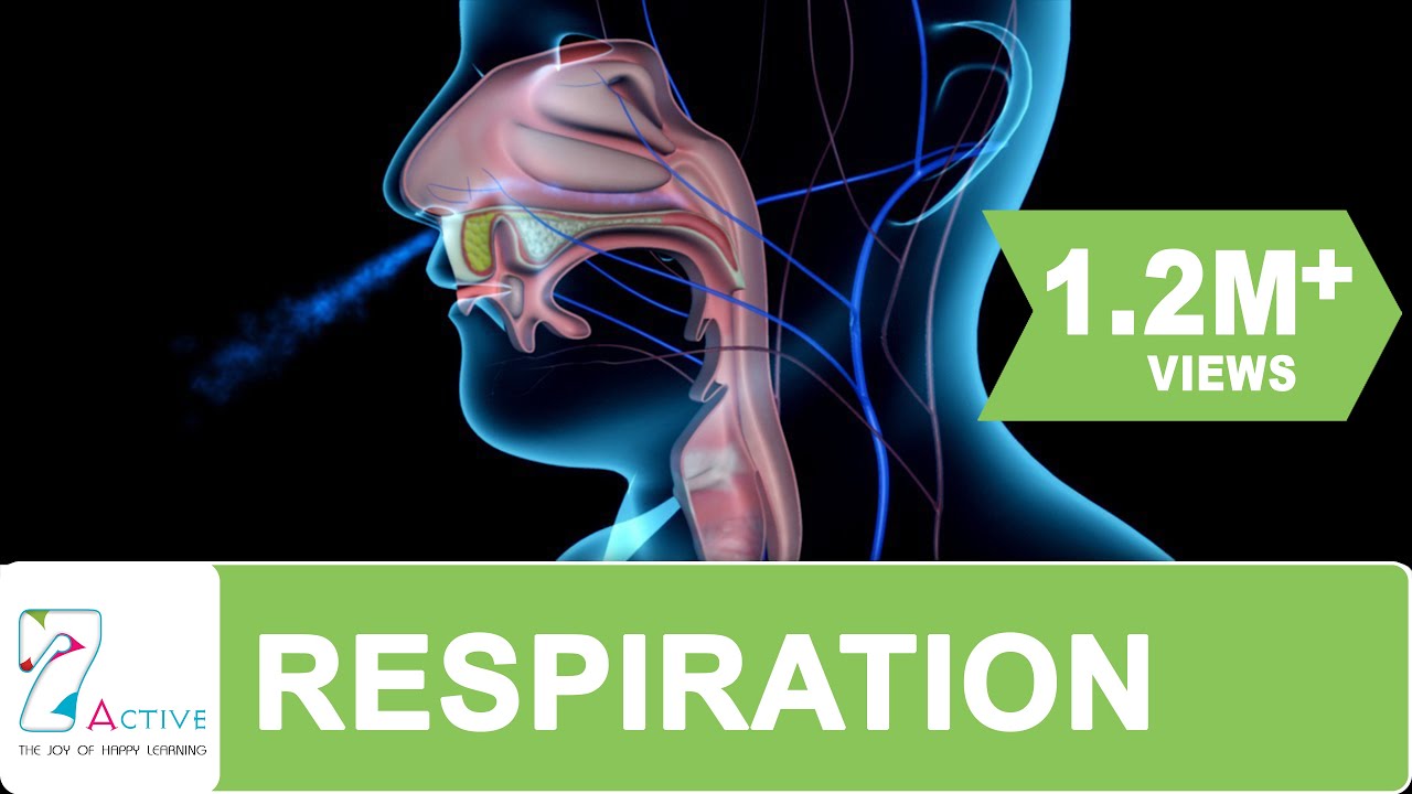 Respiration