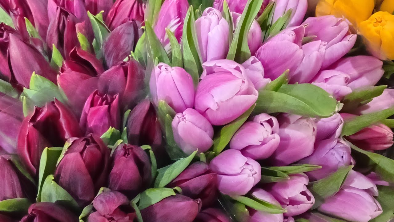 ВЕСНА В ДНЕПРЕ🌸🥀💐 АТМОСФЕРА 8 МАРТА #днепр #8марта