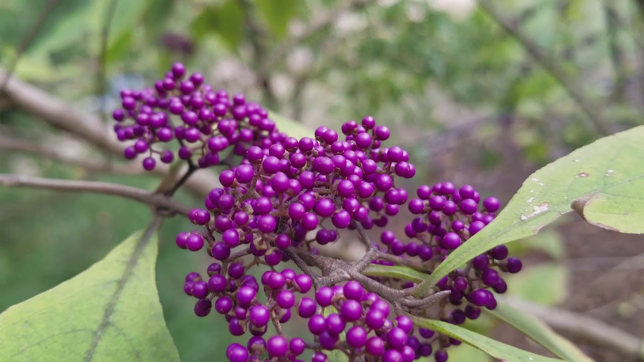 Beautyberry Plant Profile