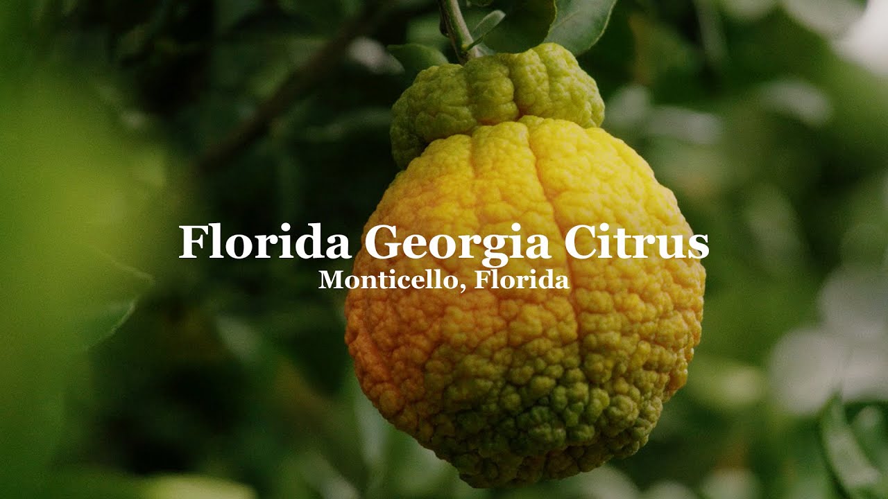 Florida Georgia Citrus Shiranui | Tree-Ripe Fruit Co.