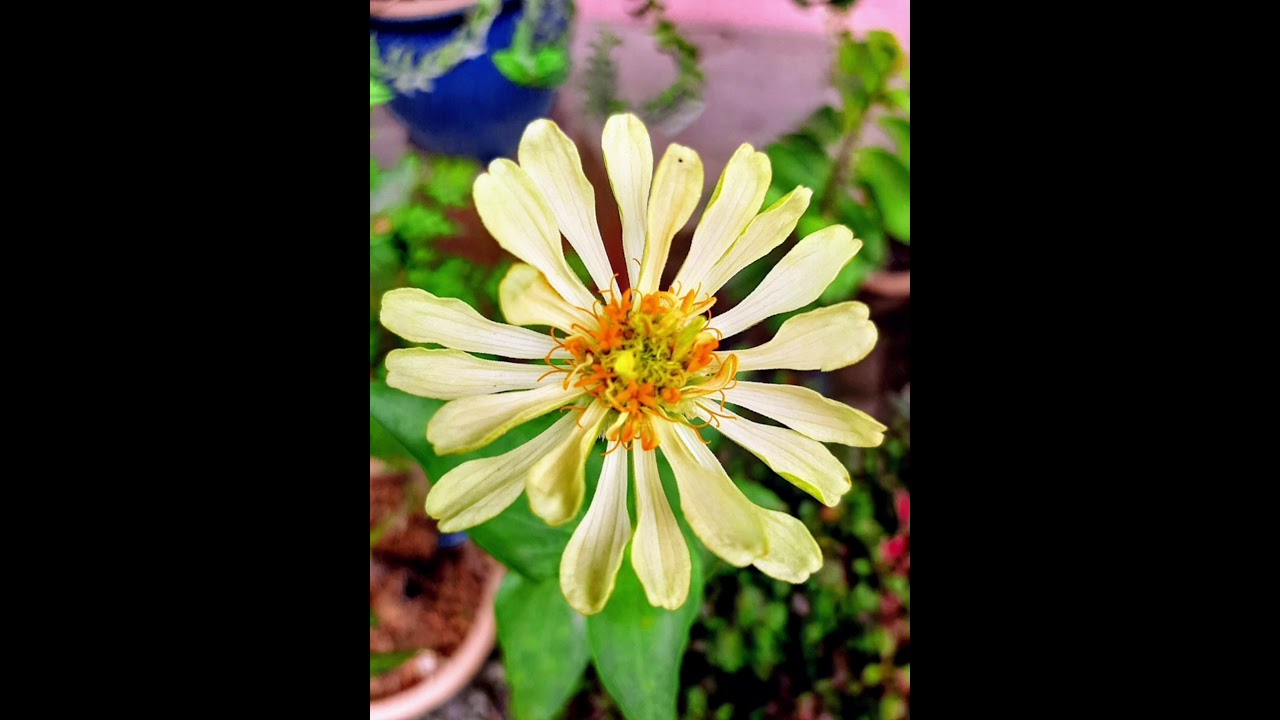 THE FLOWERS.