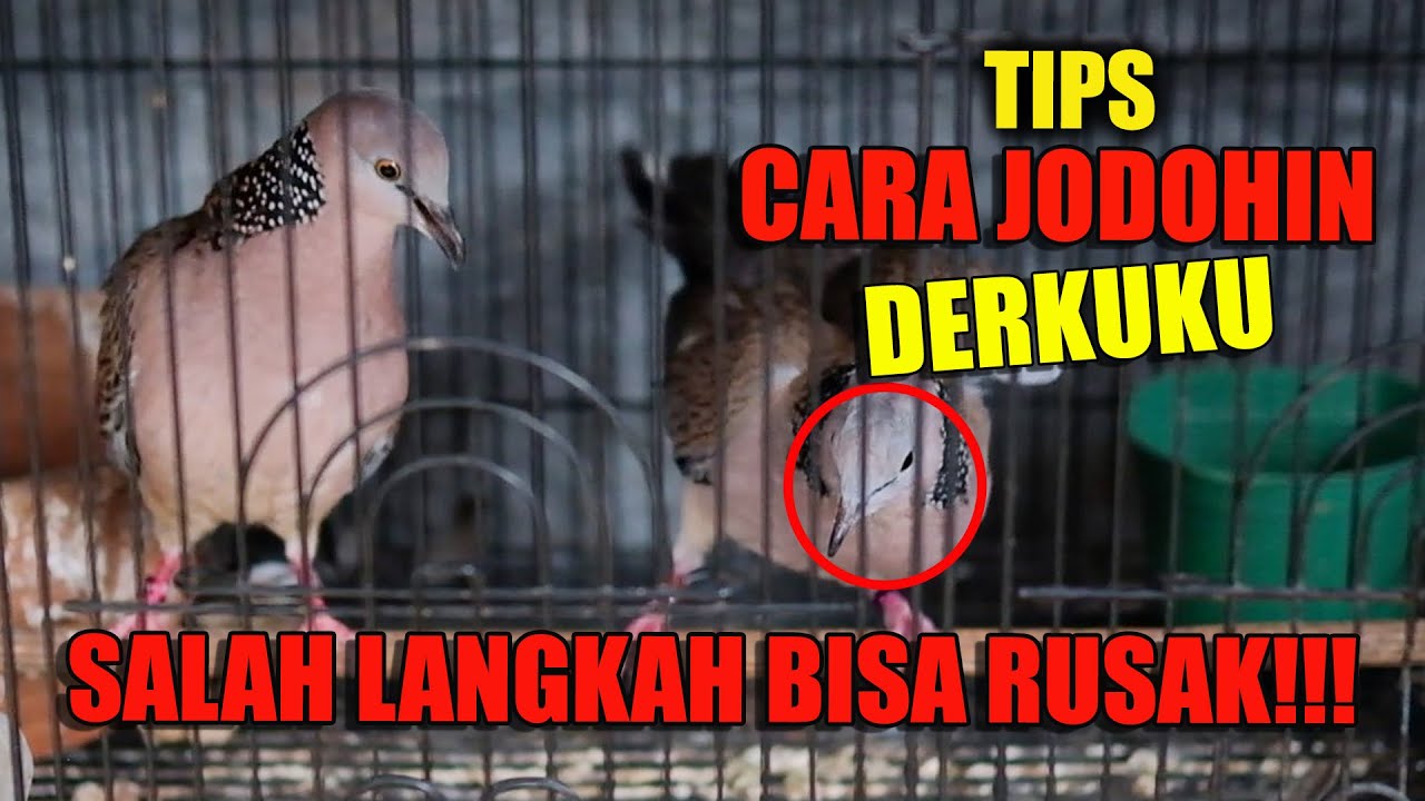 CARA MENJODOHKAN DERKUKU!