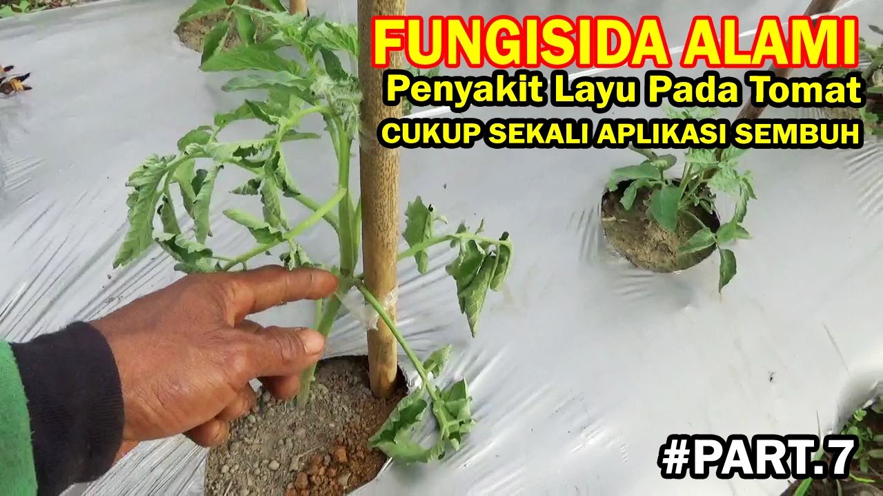 Fungisida Alami Paling Kuat Mengatasi Penyakit Layu Pada Tanaman Tomat PART.7