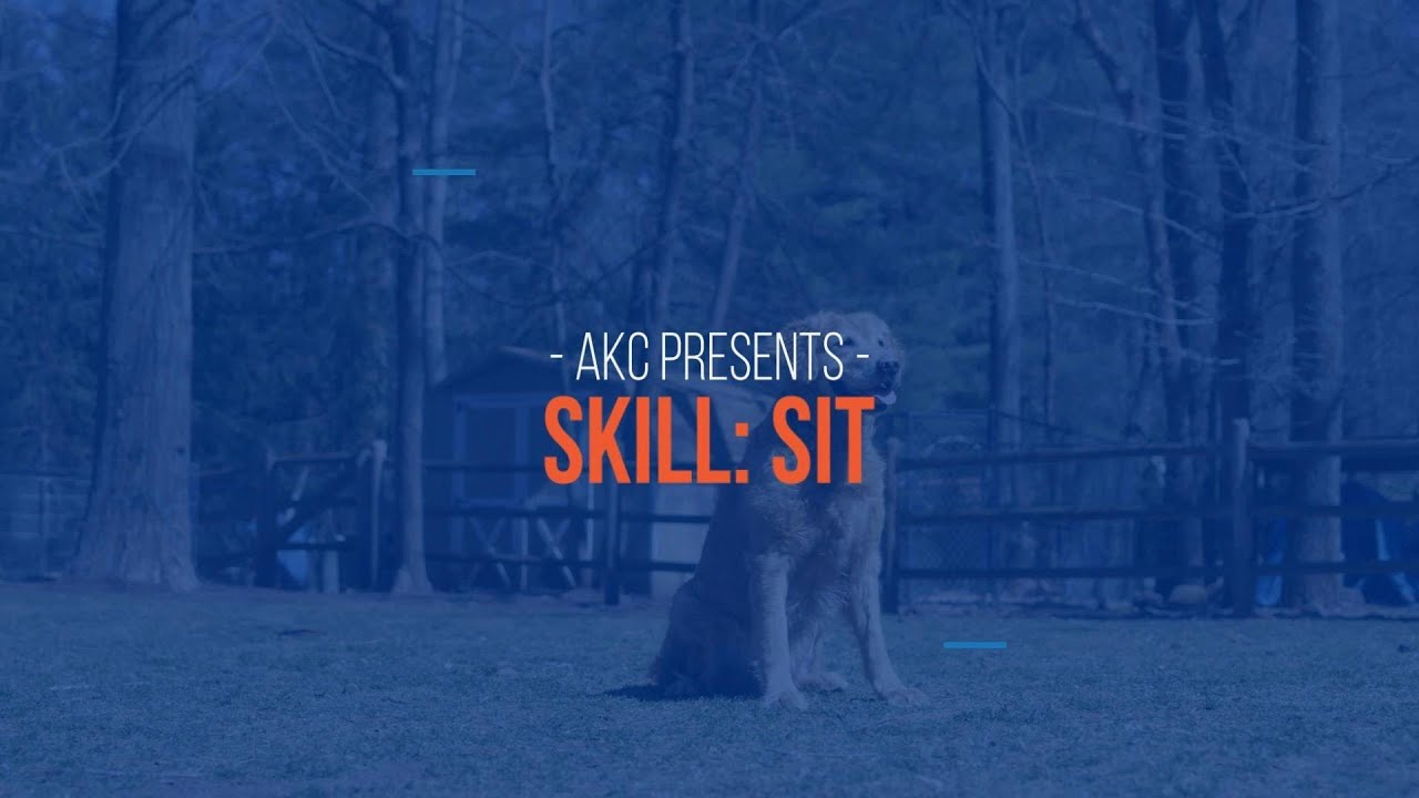 How to Teach Your Dog to Sit &mdash; Training Made Simple
