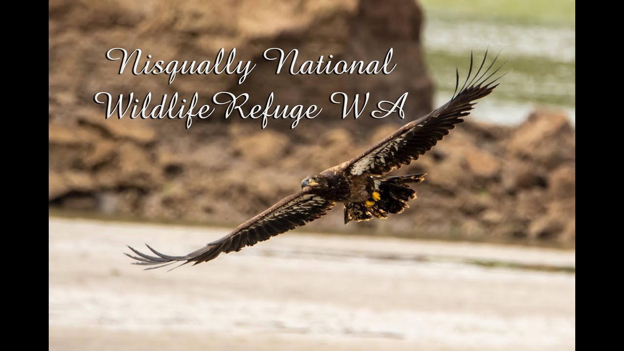 Nisqually National Wildlife Refuge, WA, Bird Photography, Camera Settings, Wildlife, Digital Art