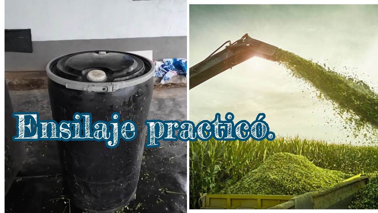 Ensilando Pasto de Corte, de una forma practica. Utilización de timbos o canecas plásticas.