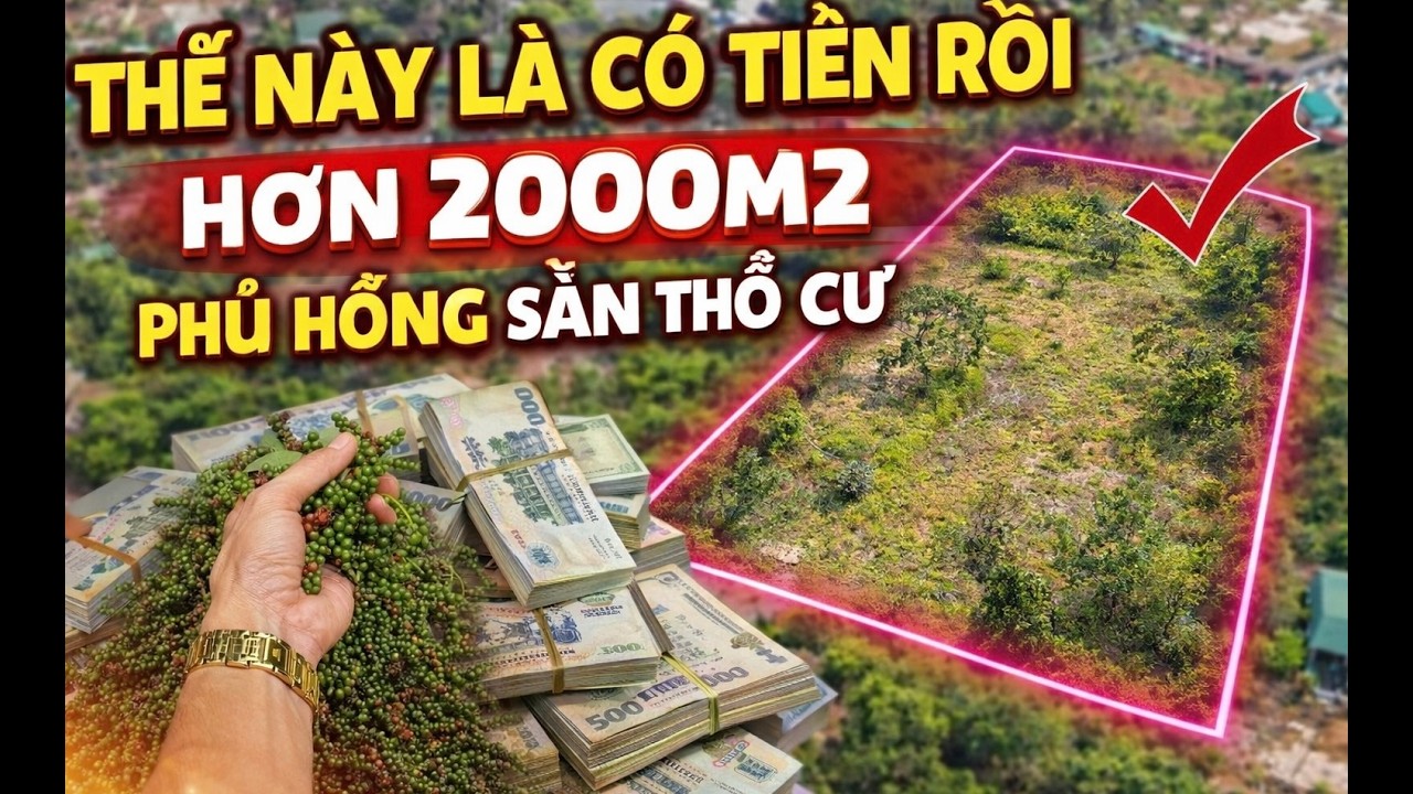 Mảnh vườn đẹp quá, hơn 2000m2 full hồng sẵn thổ cư ở BR-VT. không làm nữa chị loan cần bán GIÁ TỐT.