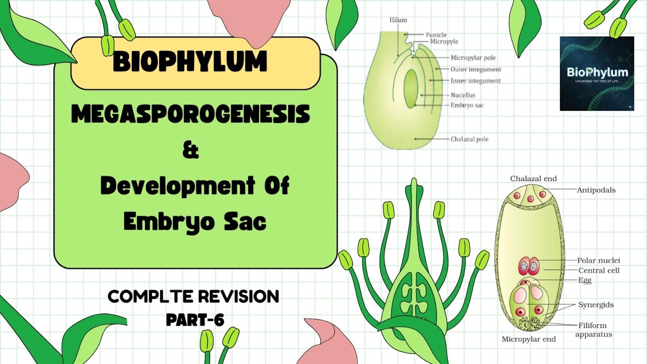 Megasporogenesis & Delevlopment of Embryo Sac Ch-1 Class XII Sexual Reproduction in Flowering plant