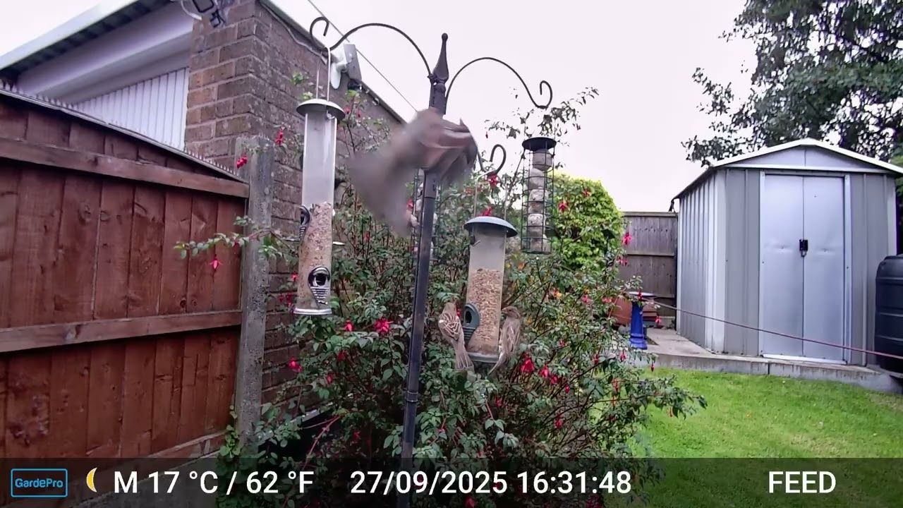 Sparrows On The Feeder, Early Autumn 2025