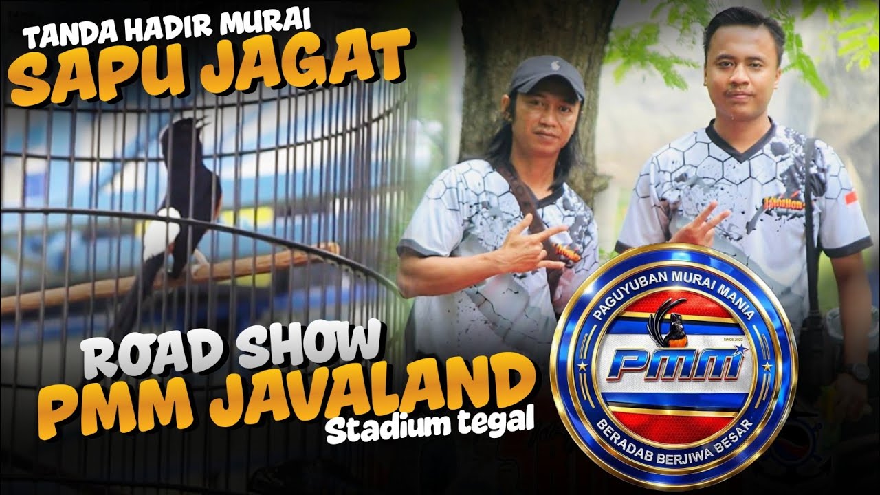 Tanda hadir murai sapu jagat milik aksani di road to Pmm Tegal laka laka