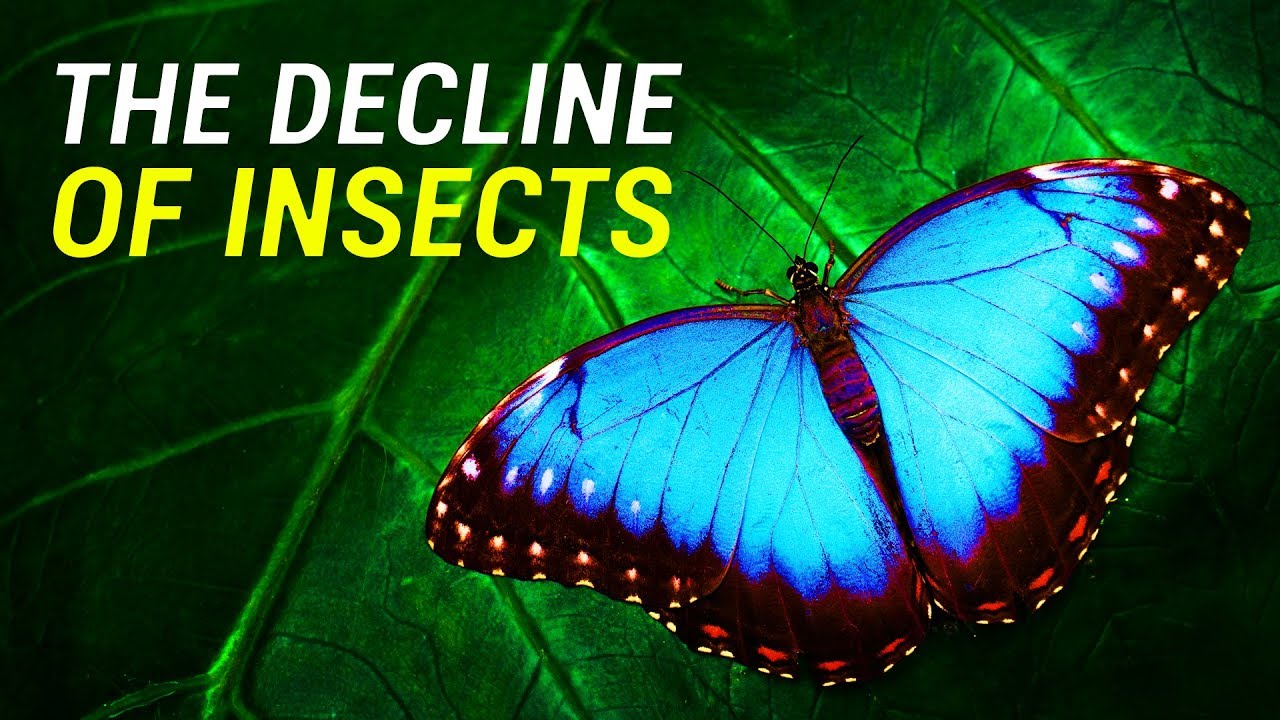 Insects Are Disappearing